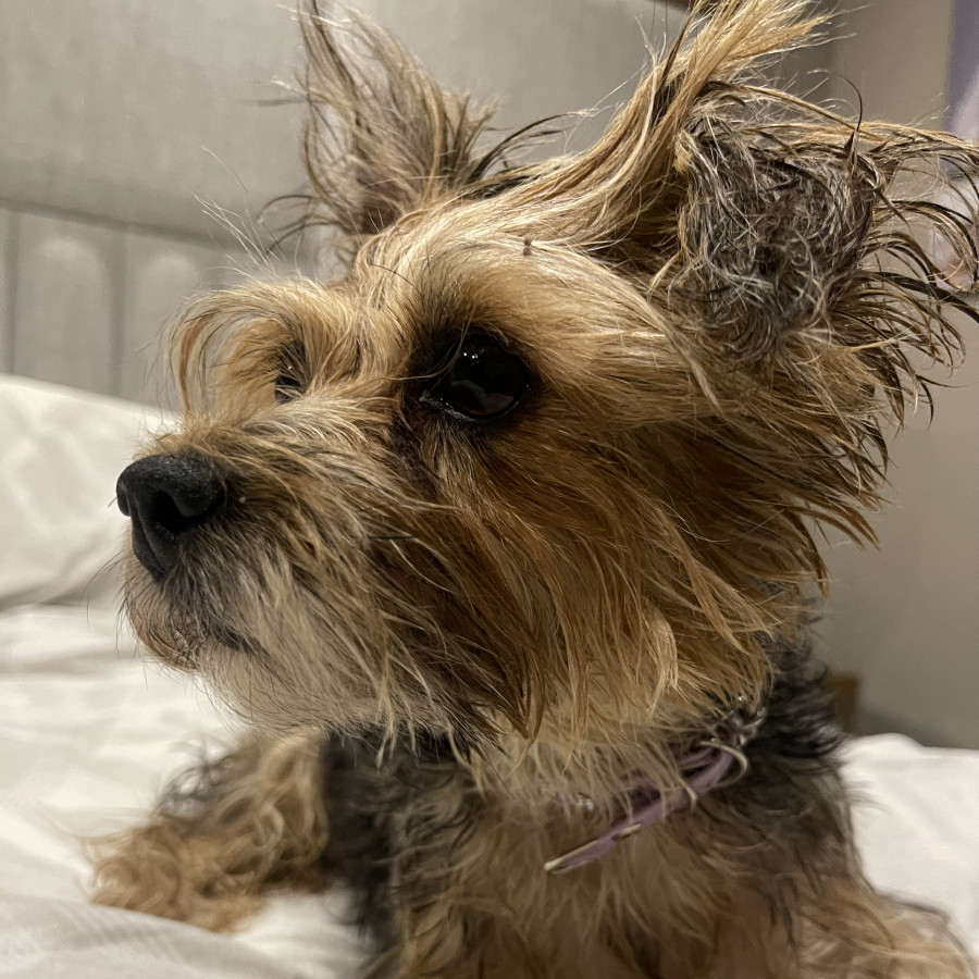  | Raza Yorkshire Terrier (Yorkie) | Encontrada