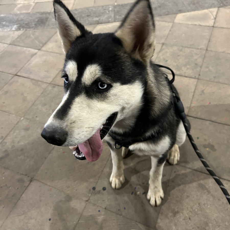 MAX | Raza Husky Siberiano | En Adopción