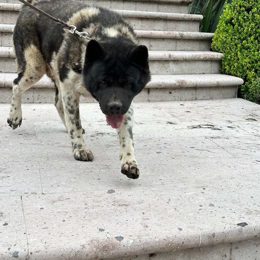  | Raza Akita Americano   | Encontrado