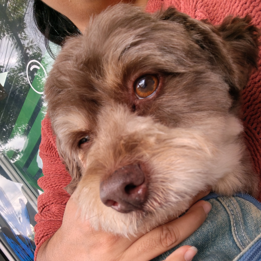 CANELO | Raza French Poodle o Caniche | Perdido