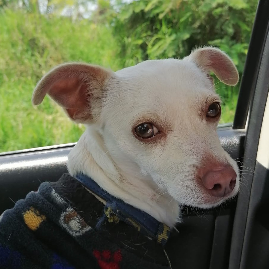  | Raza Mestizo, cruza de Chihuahua | Encontrado