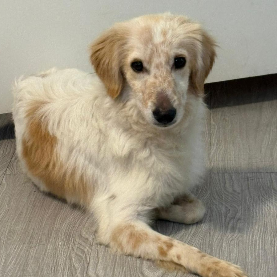  | Raza Mestizo | Encontrado