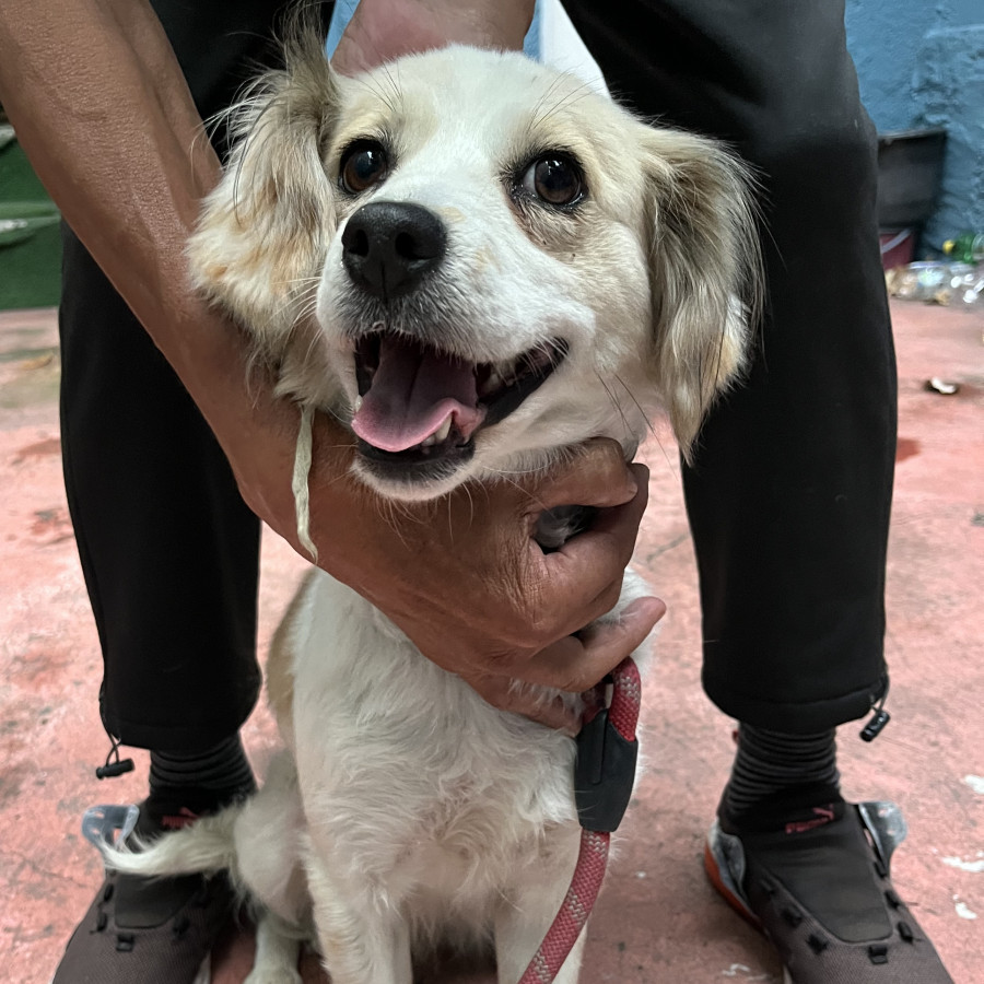  | Raza Mestiza, posible cruza de Cocker | Encontrada