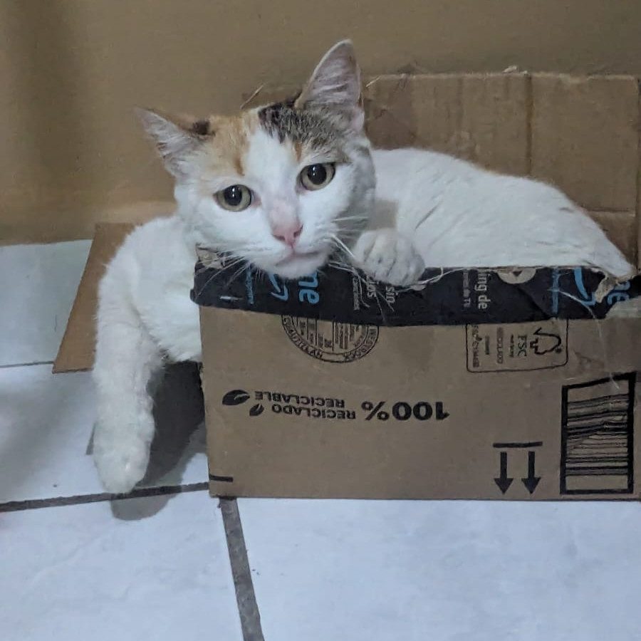 BLANCA | Raza Calicó de pelo corto | Perdida