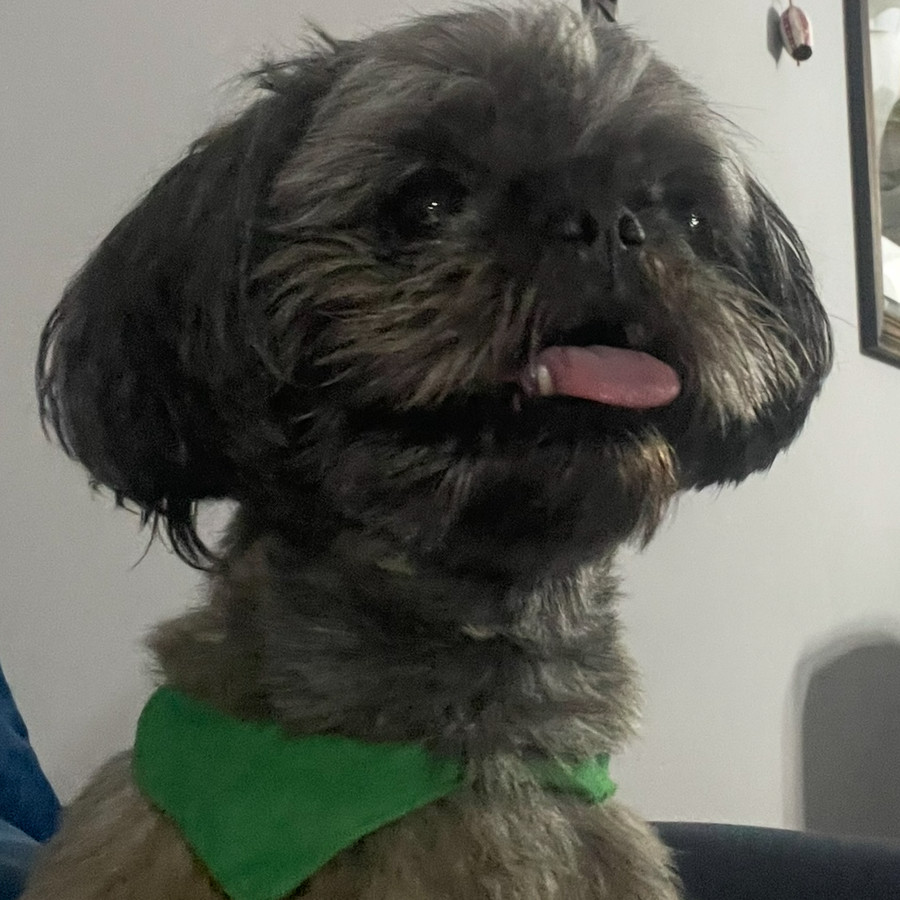 BRUNO | Raza Shih Tzu  | Perdido