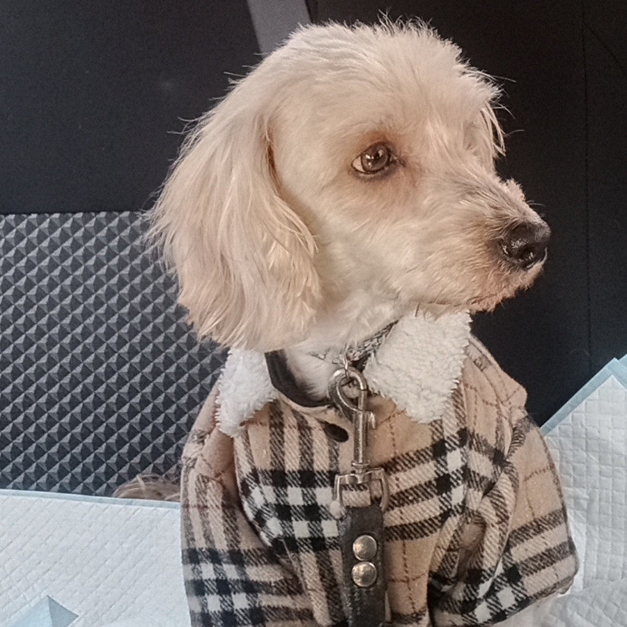  | Raza Mestiza, cruza de French Poodle | Encontrada