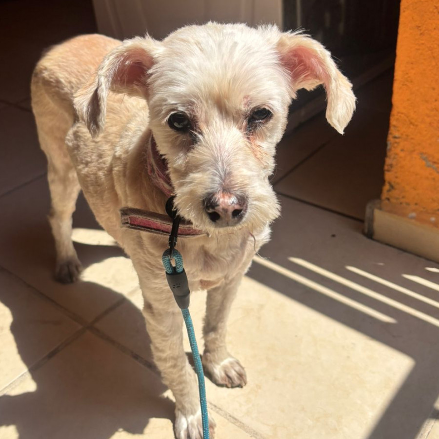  | Raza Mestiza, cruza de French Poodle | Encontrada