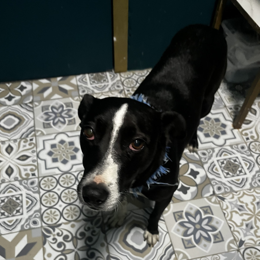  | Raza Mestiza, cruza de American Pitbull Terrier | Encontrada