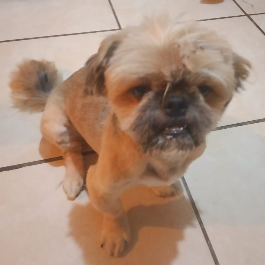 NICKY | Raza Shih Tzu  | Perdido