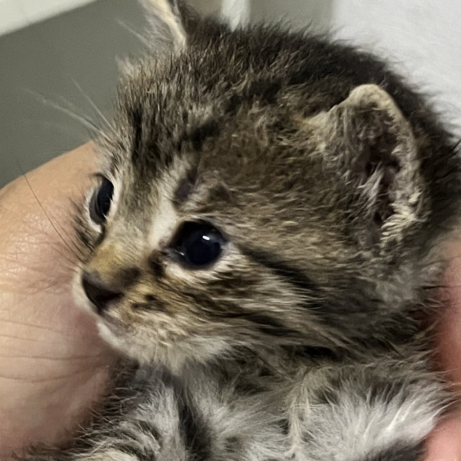 HERMOSO GATITO | Raza Doméstico Américano de Pelo Corto | En Adopción