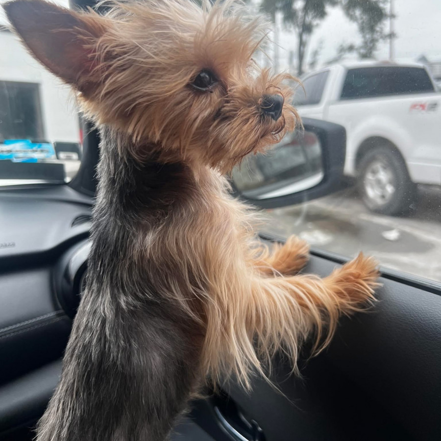 BILLY | Raza Yorkshire Terrier (Yorkie) | Final Feliz