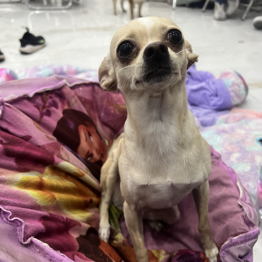 PULGA | Raza Chihuahua | Final Feliz