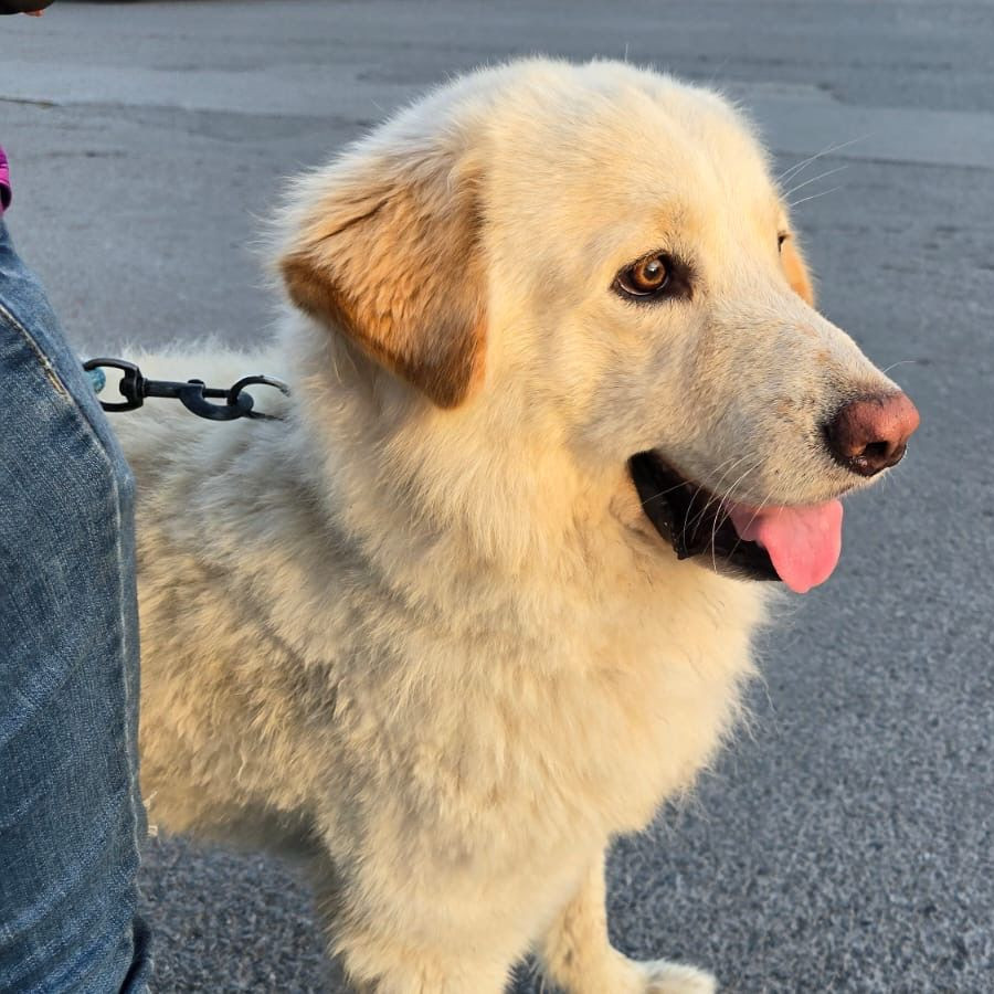 POLO | Raza Mestizo, Cruza De Labrador Con Husky | Perdido