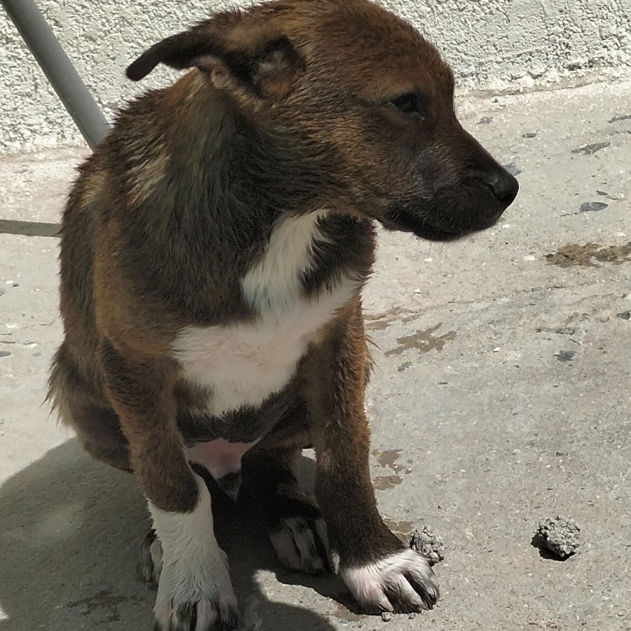 CHATO | Raza Mestizo | Perdido