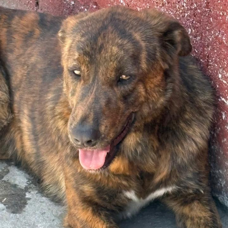 TADEO | Raza Mestizo | Perdido