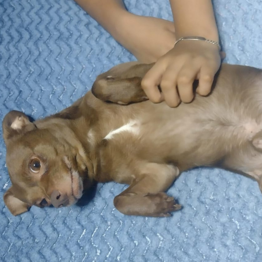 PUCHI | Raza Chihuahua | Perdido