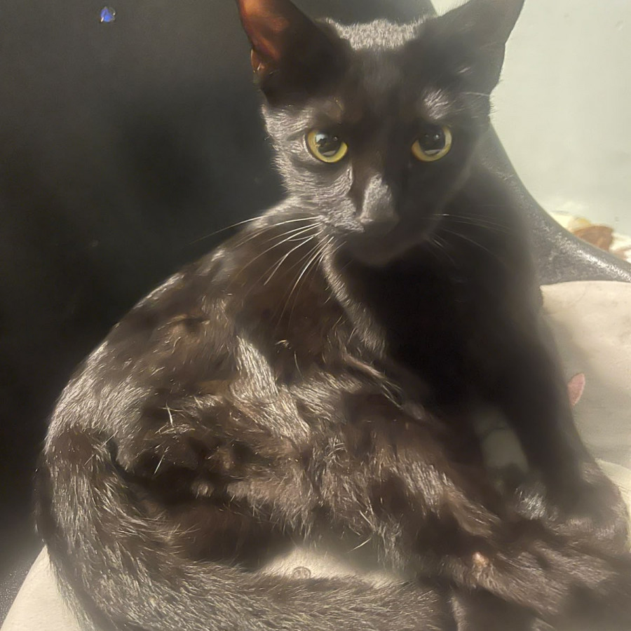 MILA | Raza Bombay | Perdida