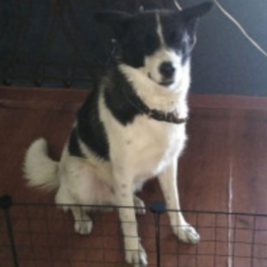  | Raza Mestizo, cruza de Border Collie | Encontrado
