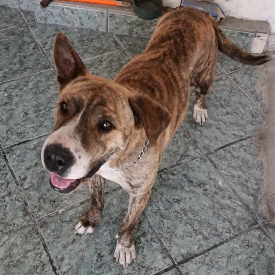 LAIKA | Raza Mestiza, cruza de American Pitbull Terrier | En Adopción