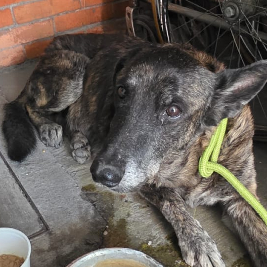  | Raza Pastor Holandés o Dutch Sheperd | Encontrado