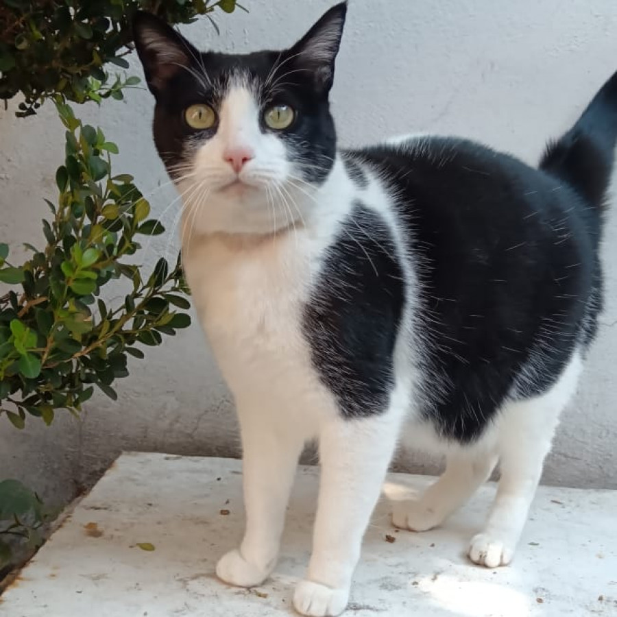 NINA | Raza Doméstico Américano de Pelo Corto | En Adopción