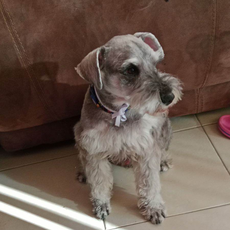 ROCKO | Raza Schnauzer | Final Feliz