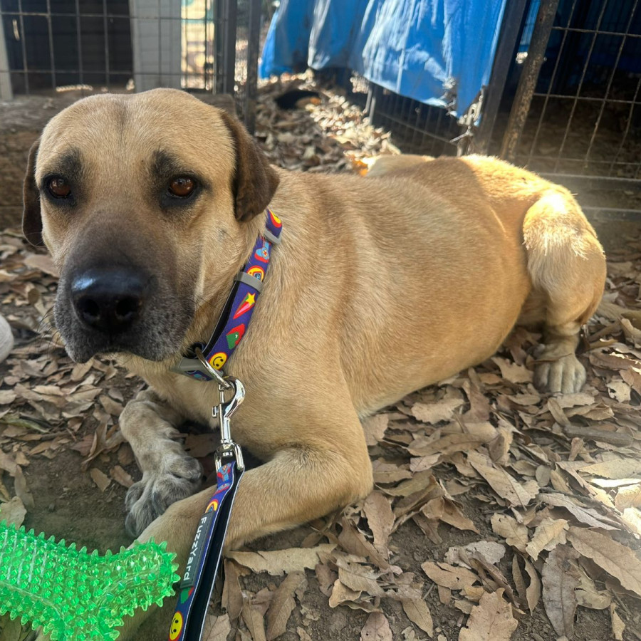 CHEMITO | Raza Mestizo, cruza de Labrador | En Adopción