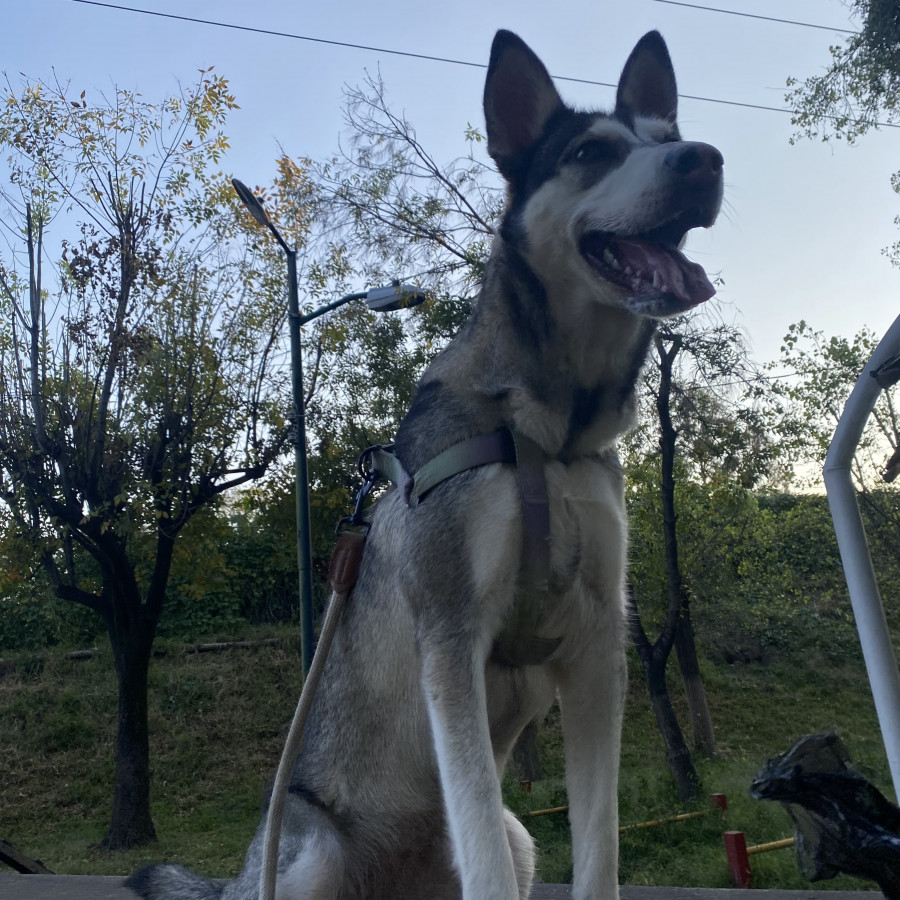 KIRA | Raza Mestiza, cruza de Husky Siberiano | En Adopción