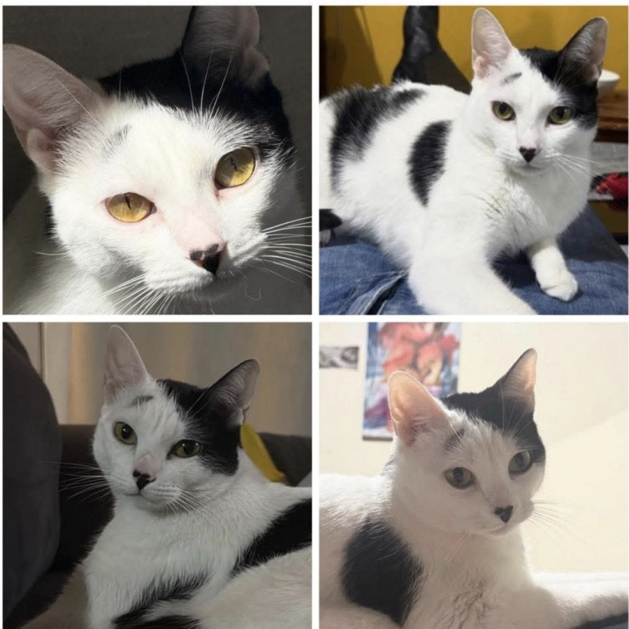 CRUELA | Raza Domestico Americano de pelo corto | Perdida