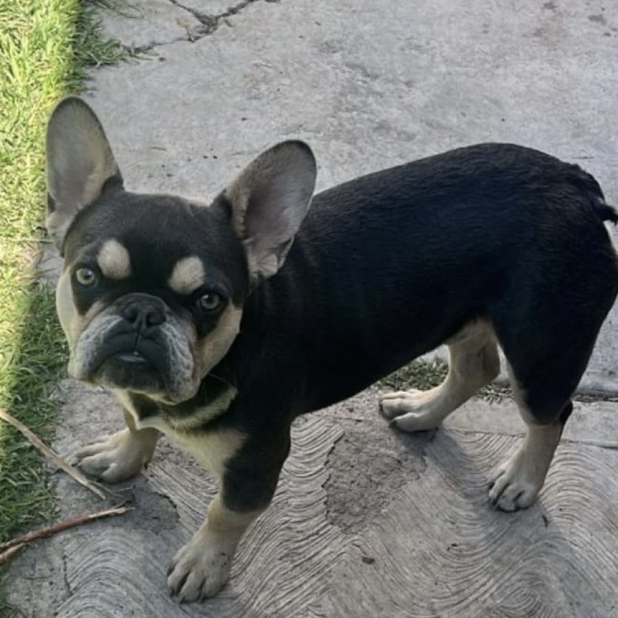 COCO | Raza Bulldog Francés  | Perdido