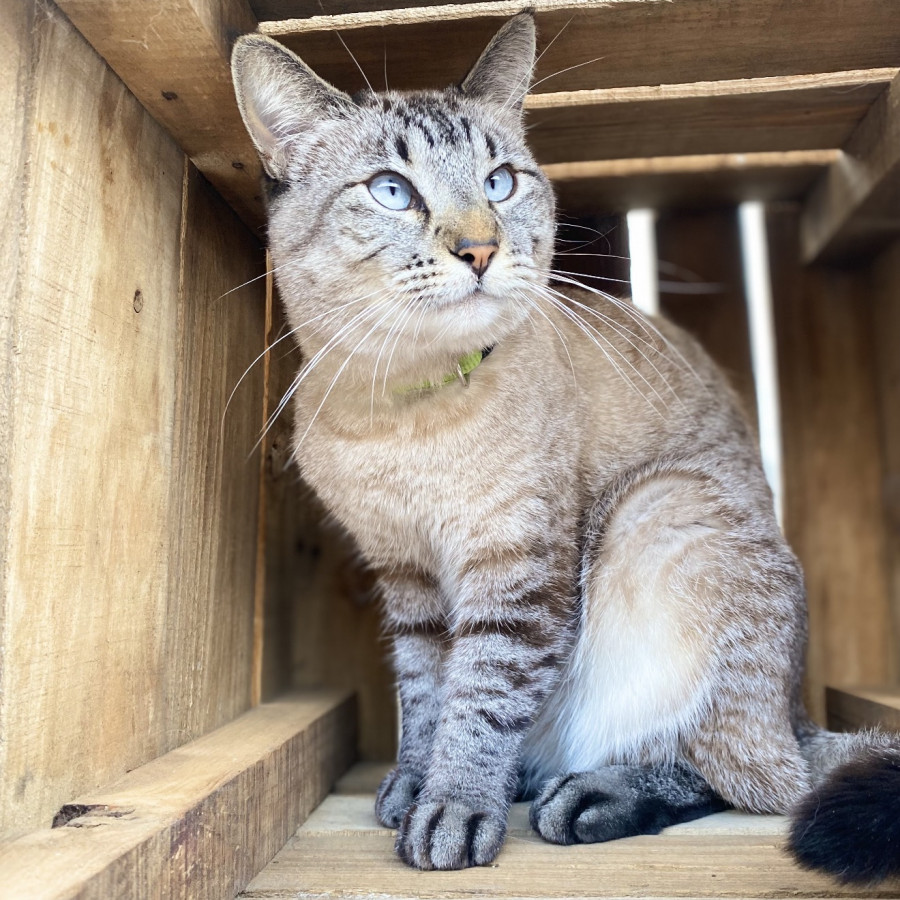 LUNA | Raza Aslan o Siamés moderno, punto tabby | Perdida