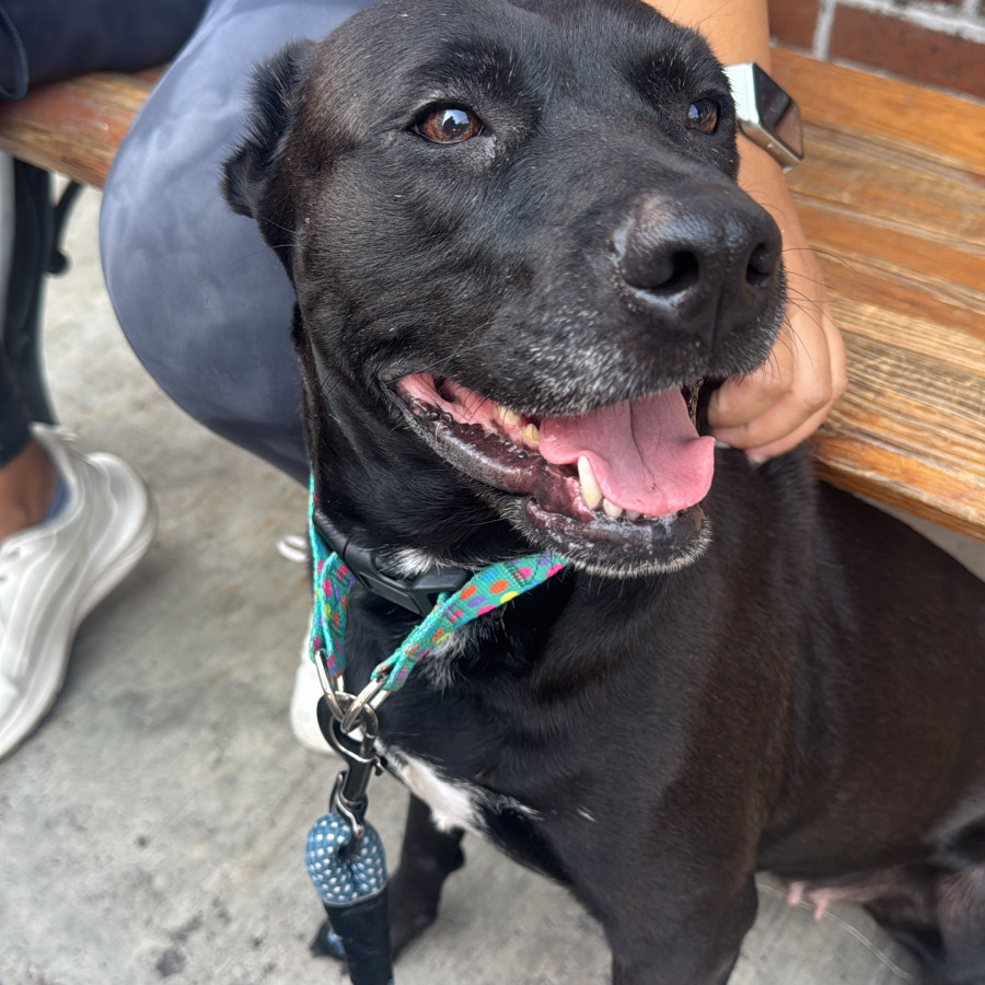  | Raza Mestiza, cruza de American Pitbull Terrier | Encontrada