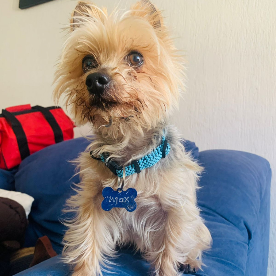 MAX | Raza Yorkshire Terrier (Yorkie) | Perdido