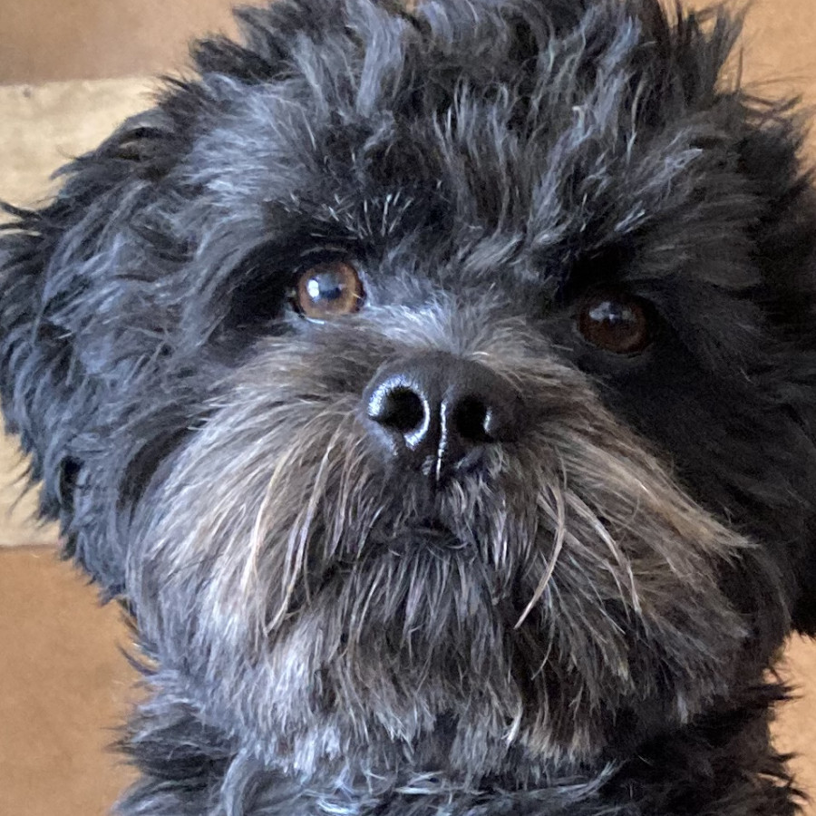 GROGU | Raza Shih Tzu  | Final Feliz