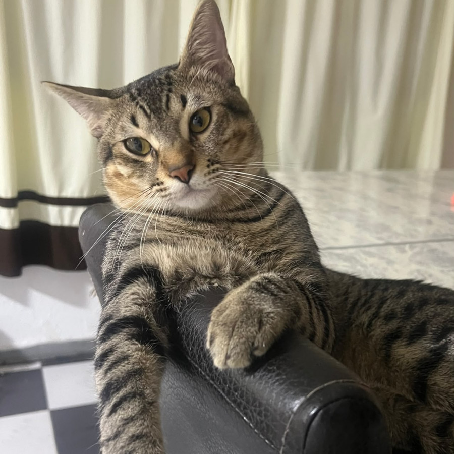 MUFASA | Raza Doméstico Américano de Pelo Corto | Perdido
