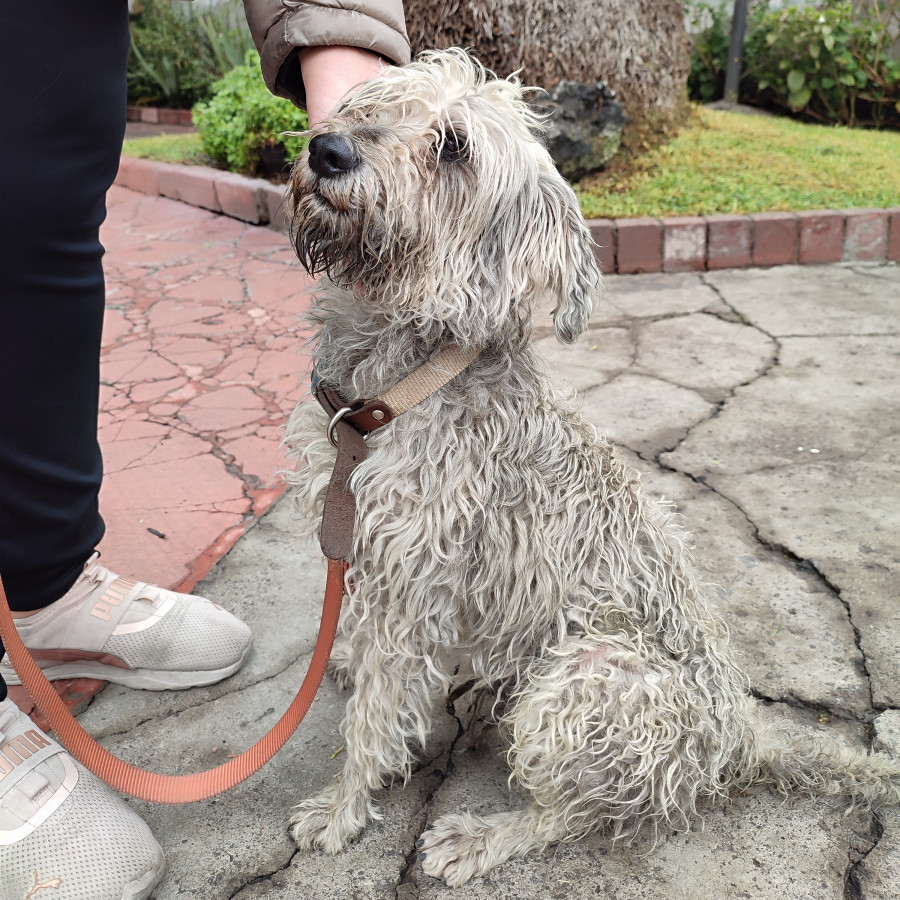  | Raza Mestizo, cruza de Schnauzer | Encontrado