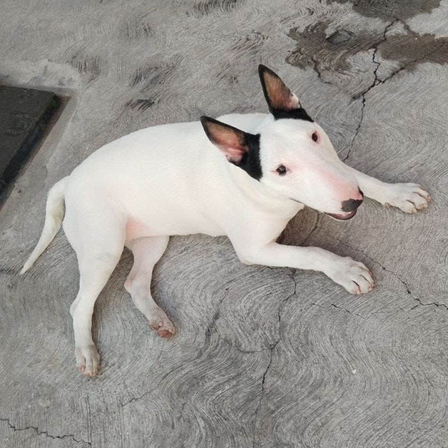 ICE | Raza Bull Terrier Inglés | Perdida