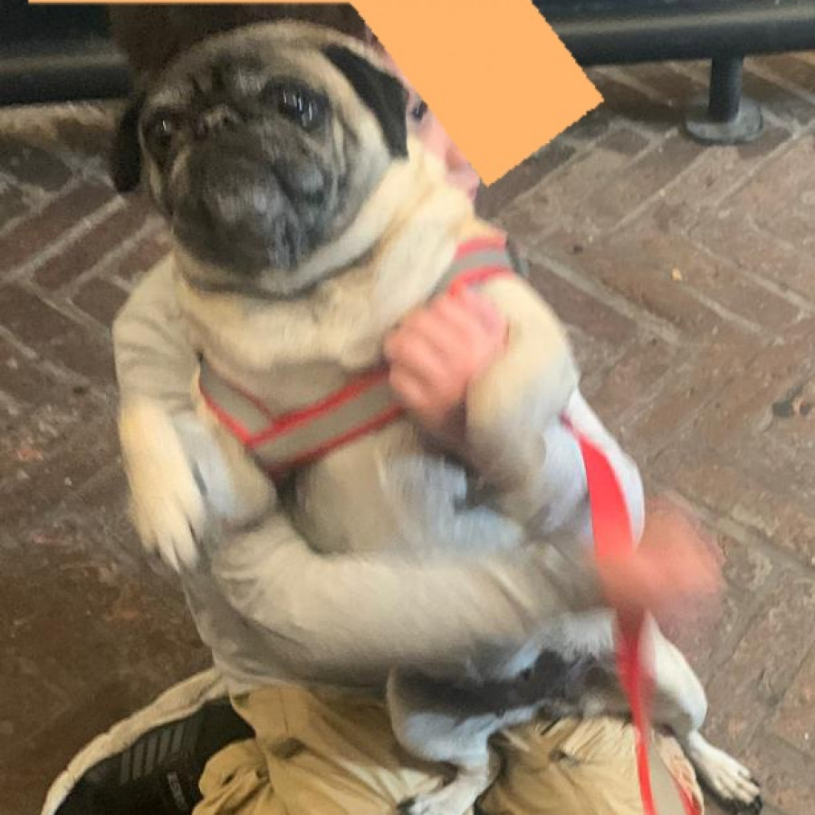 AKIRA | Raza Pug o Carlin | Perdida