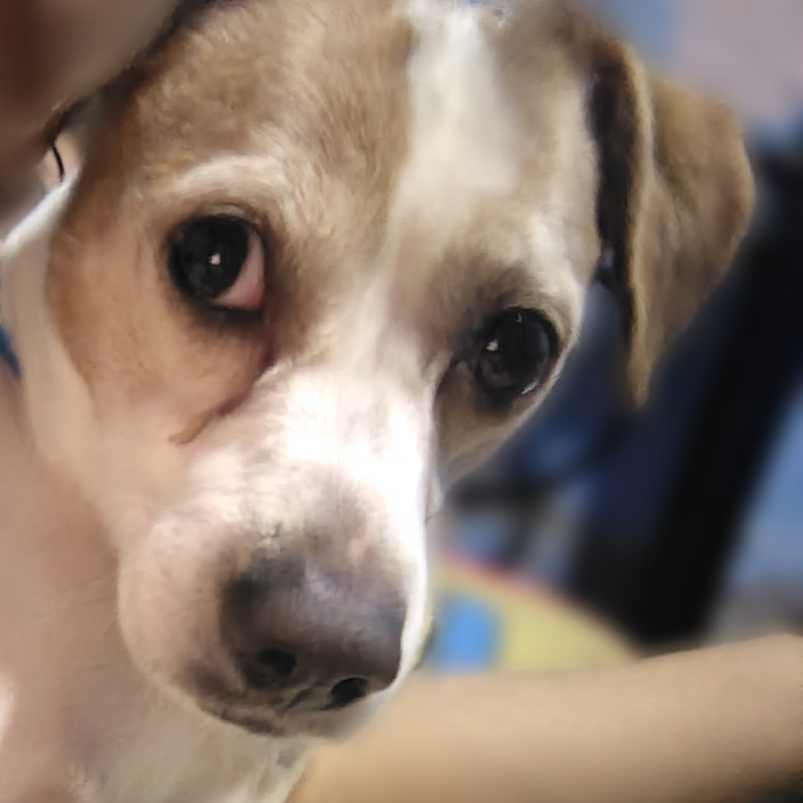  | Raza Mestizo | Encontrado