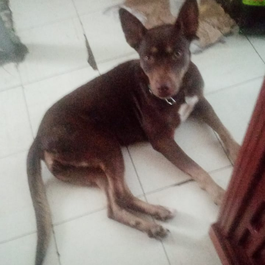  | Raza Mestiza | Encontrada