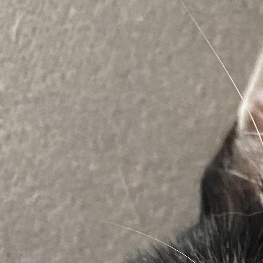 LUCKY | Raza Doméstico Américano de Pelo Corto | Perdida
