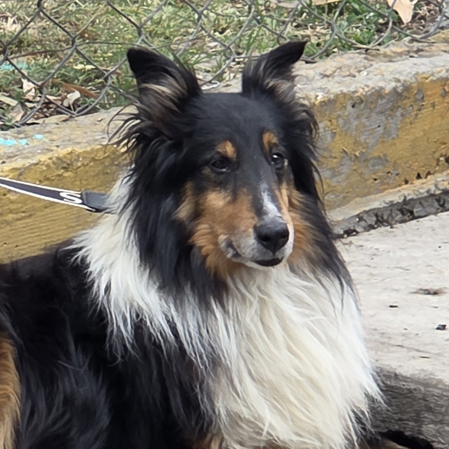  | Raza Collie | Encontrado