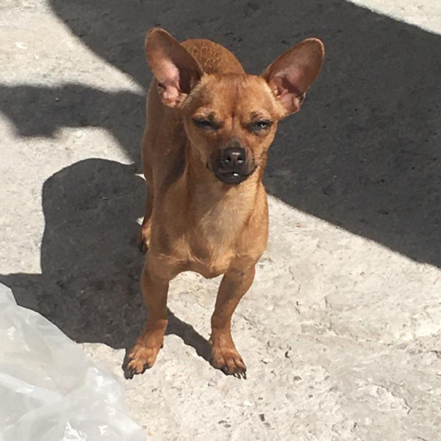 DULCE | Raza Chihuahua | Final Feliz