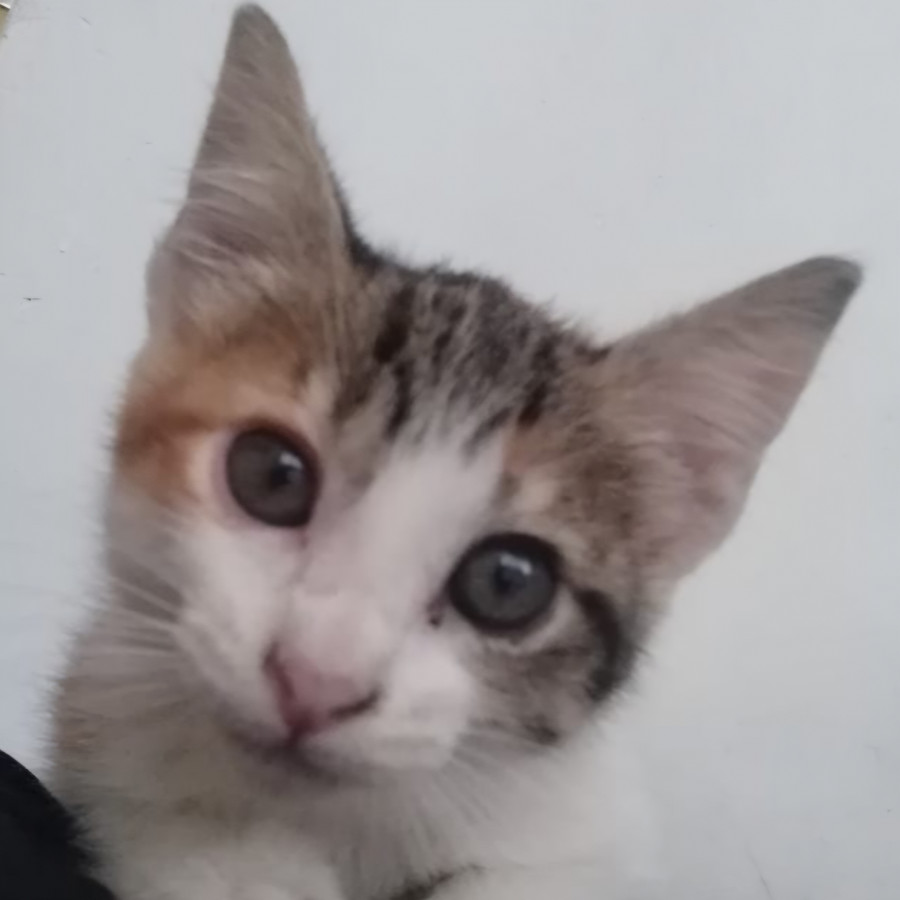 GALA | Raza Doméstico Américano de Pelo Corto | En Adopción