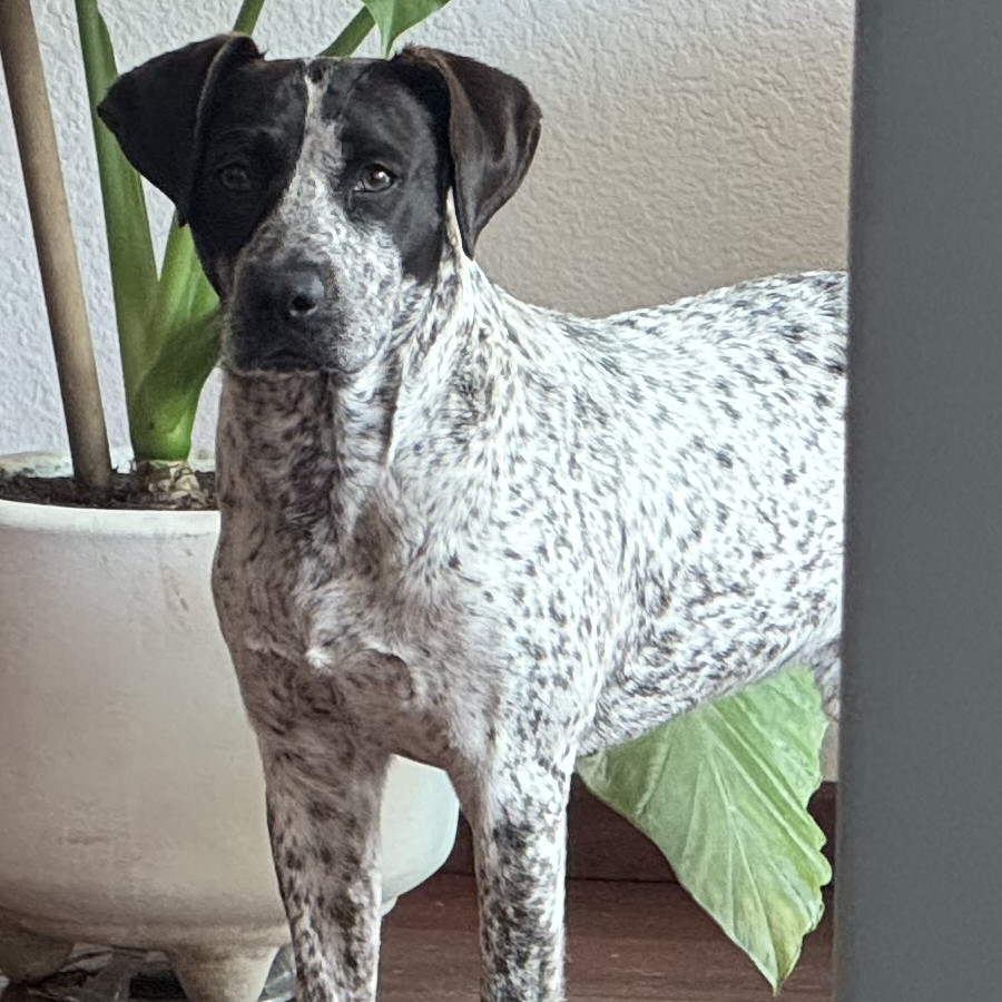  | Raza Mestizo, cruza de Pointer Alemán | Encontrado