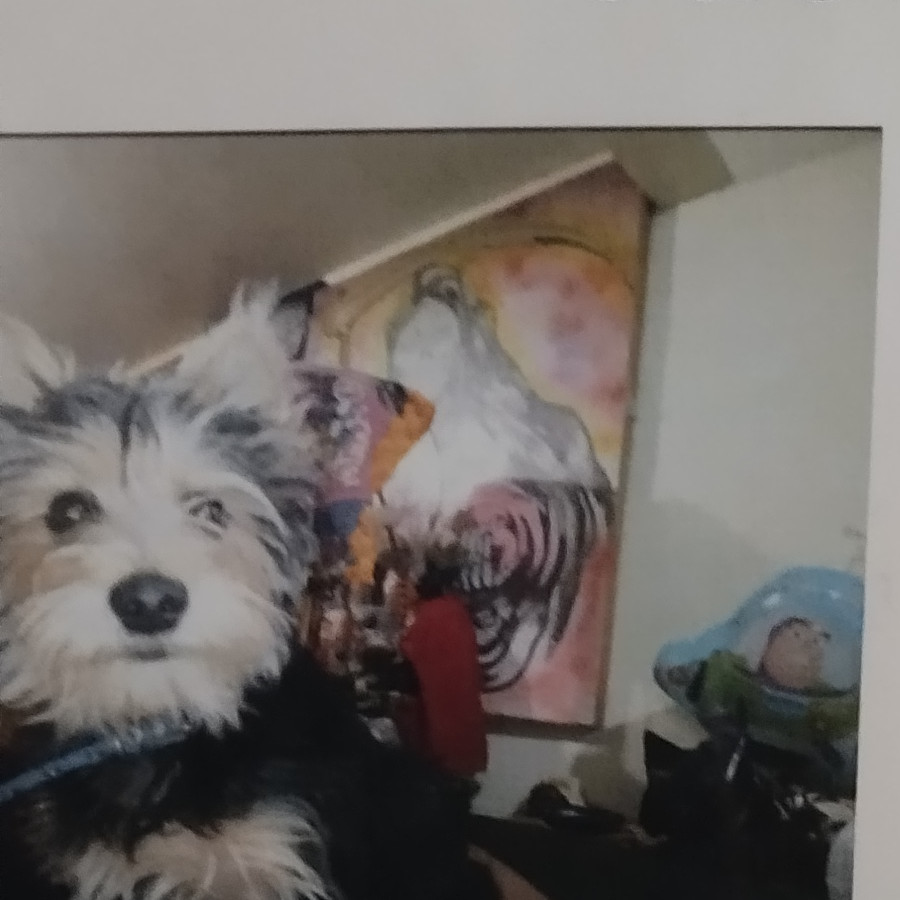 LINK | Raza Yorkshire Terrier (Yorkie) | Perdido