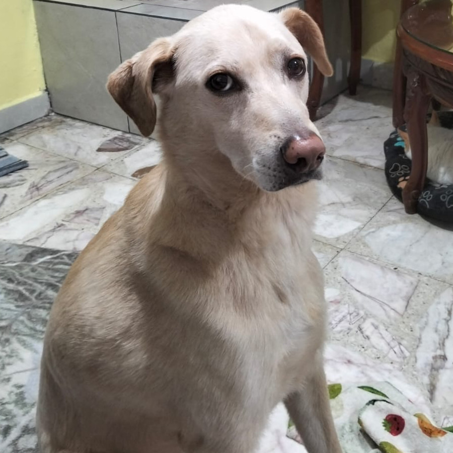 HERMOSA PELUDITA | Raza Mestiza, cruza de Labrador | En Adopción