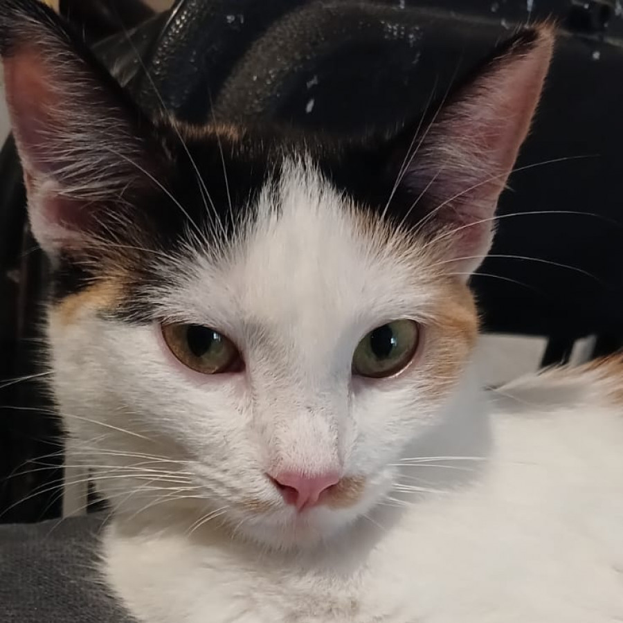 KIKI | Raza Calicó de pelo corto | Perdida