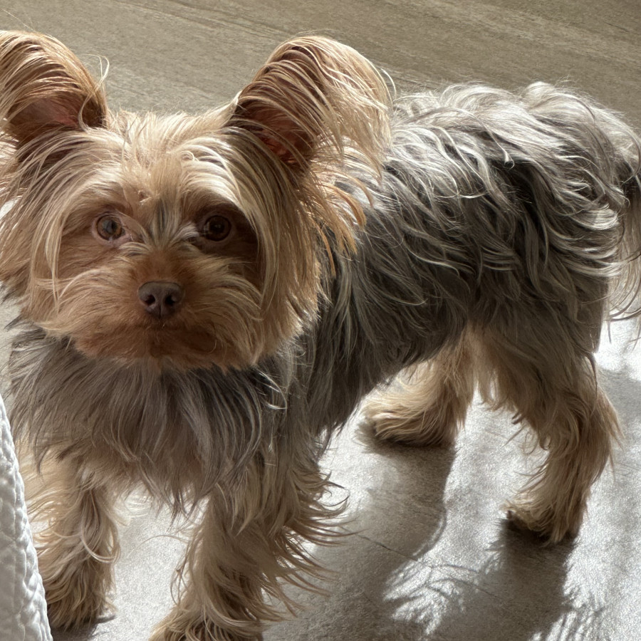 YAGO | Raza Yorkshire Terrier (Yorkie) | Perdido