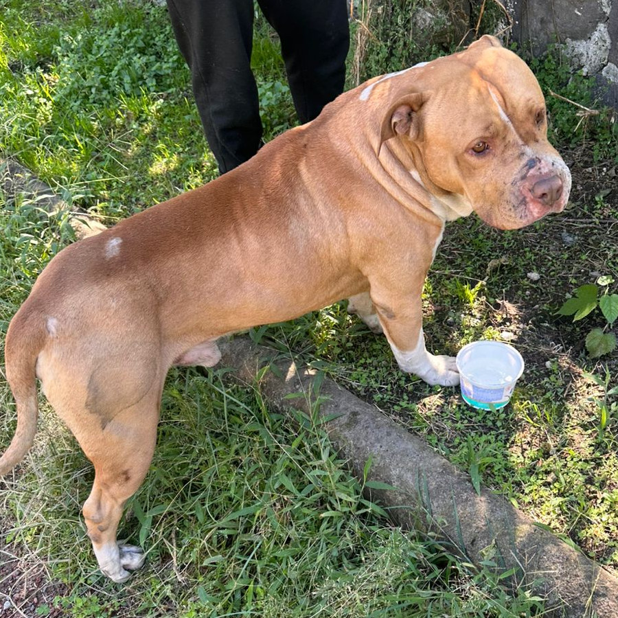  | Raza American Pitbull Terrier | Encontrado